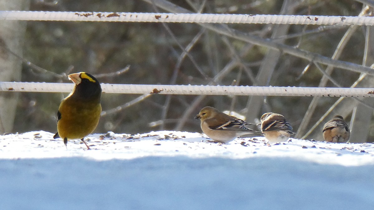 čížek žlutý - ML647111396