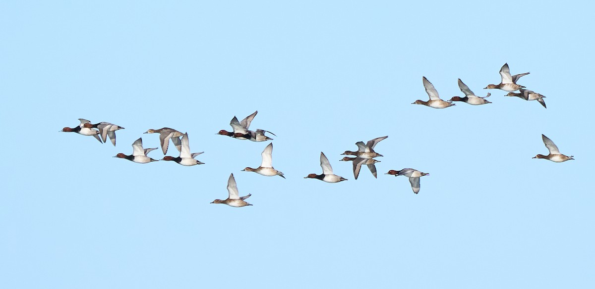 Redhead - ML647111397