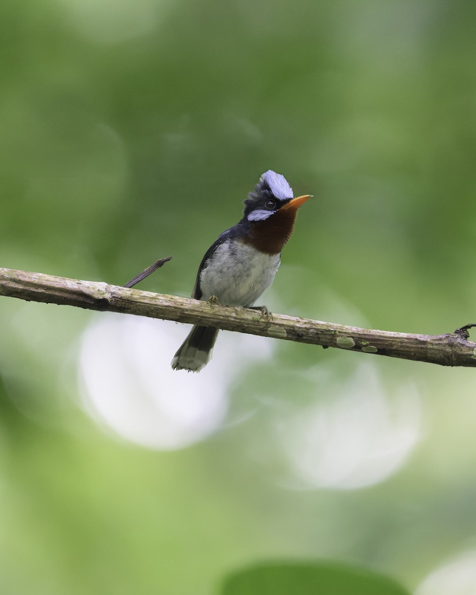 Chestnut-throated Flycatcher - ML647111400