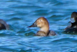 Canvasback - ML647111407