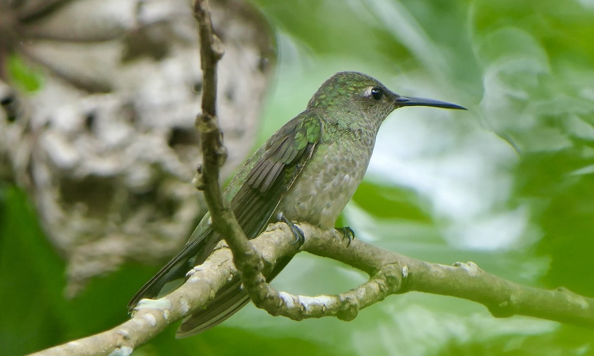 skjellbrystkolibri - ML647111408