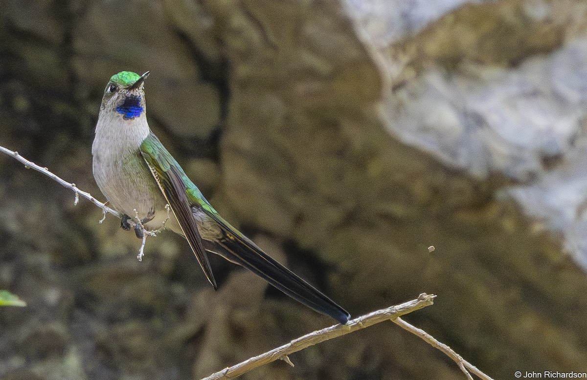 オナガハチドリ - ML647111414