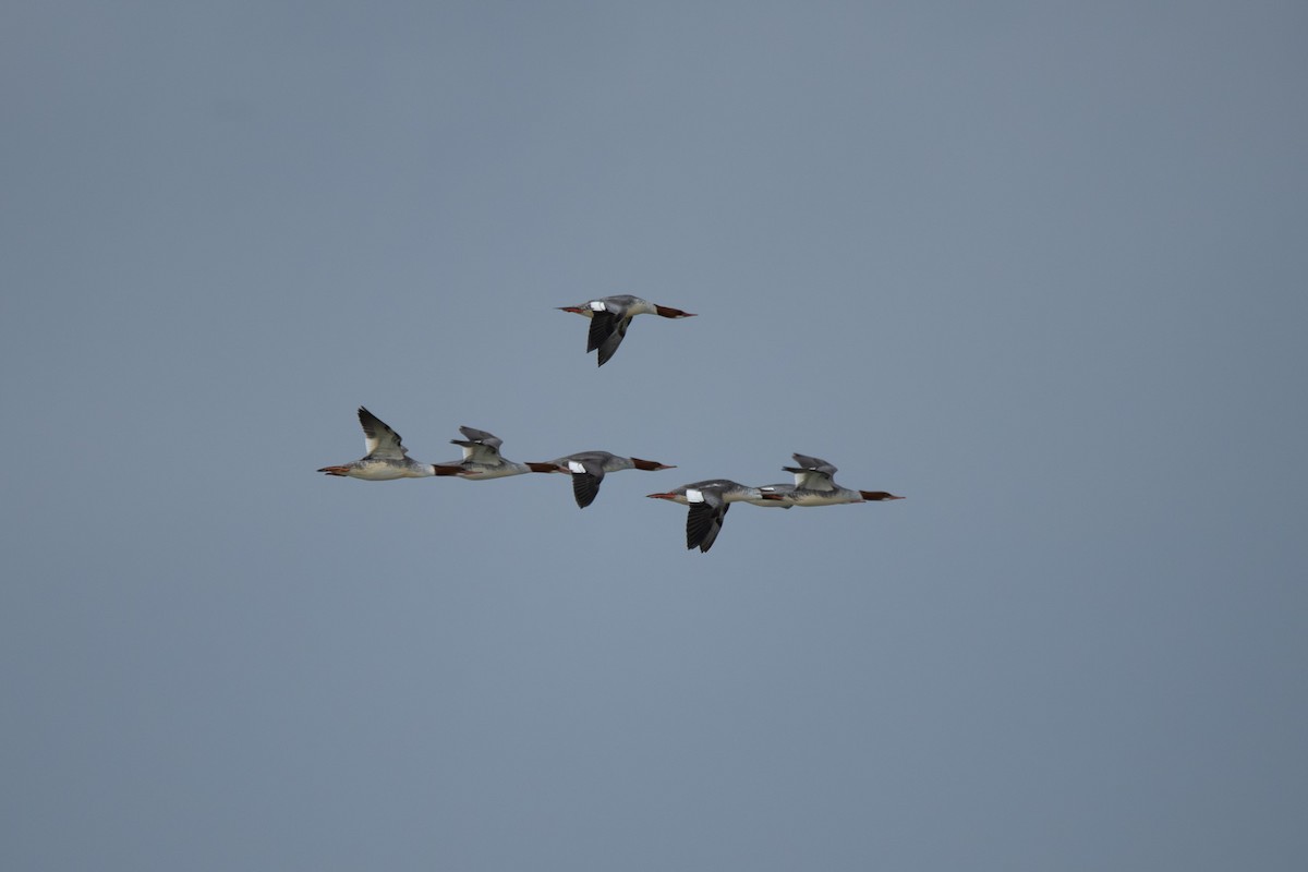 Harle huppé - ML647111417