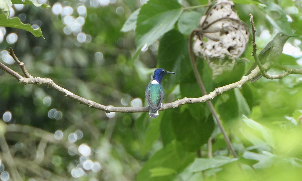 White-necked Jacobin - ML647111424