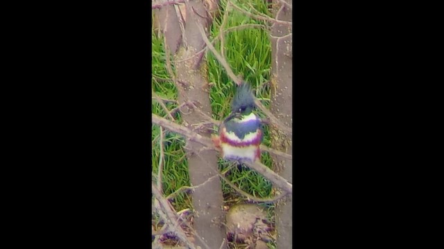 Опоясанный зимородок - ML647111425