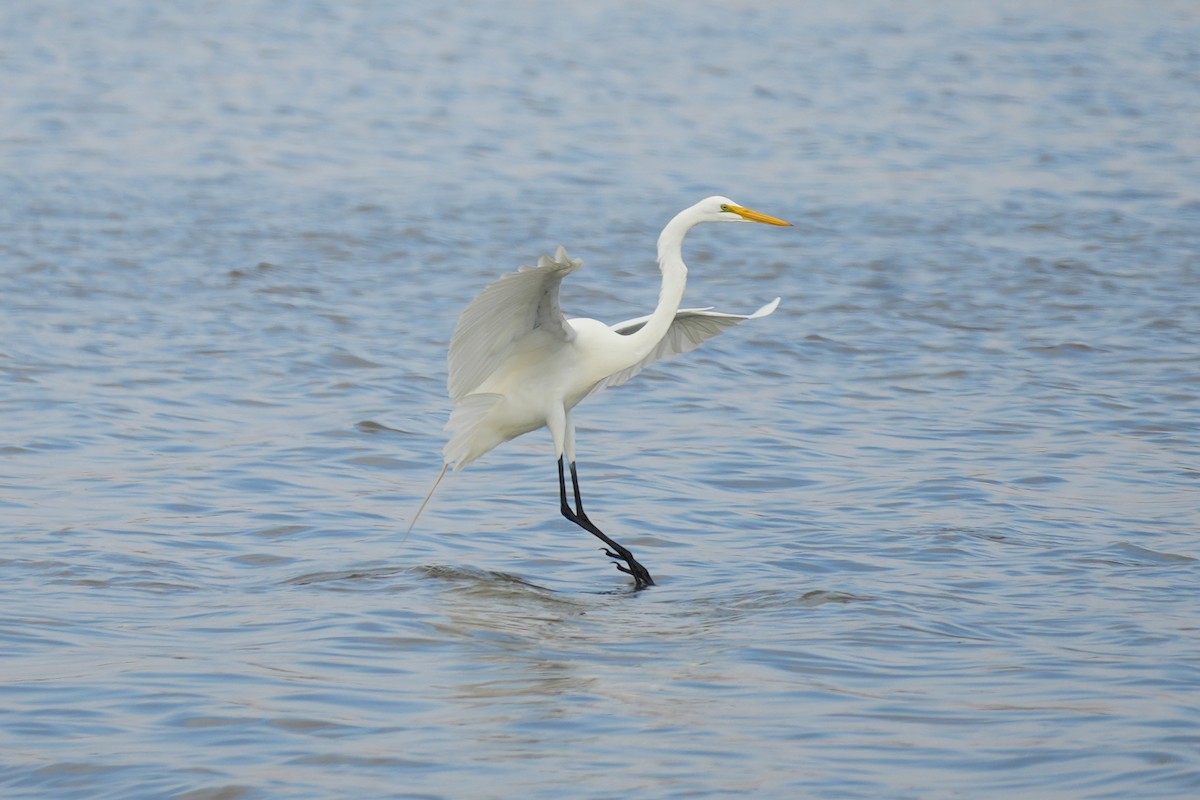 Great Egret - ML647111426