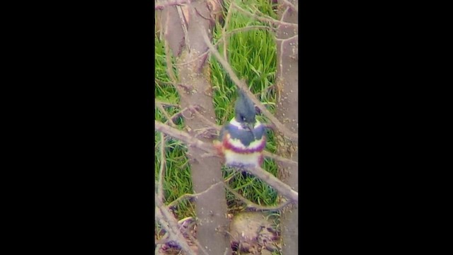 Опоясанный зимородок - ML647111449