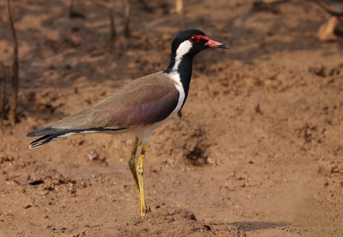 Red-wattled Lapwing - ML647111453