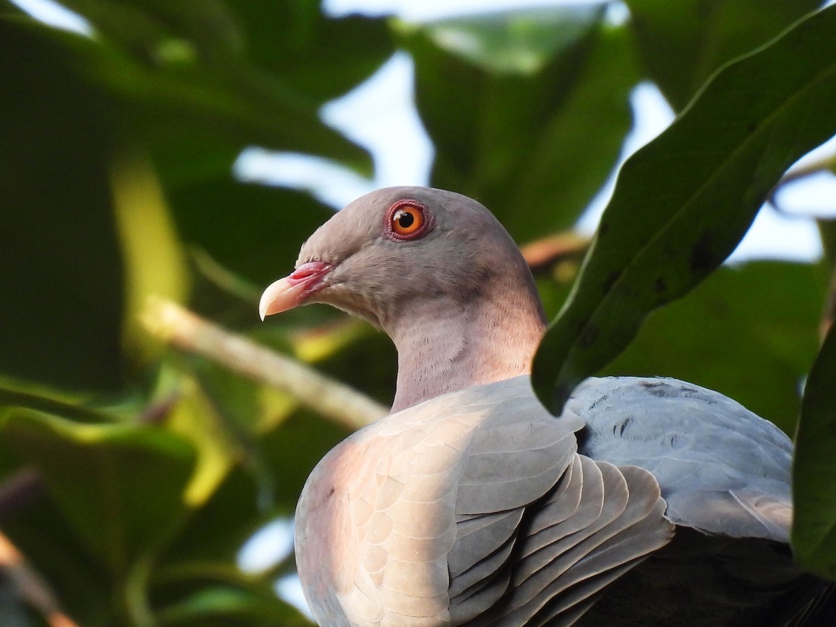 Red-billed Pigeon - ML647111462