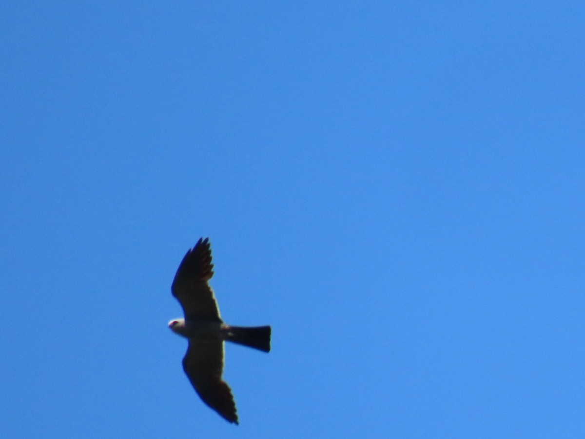 Mississippi Kite - ML647111467
