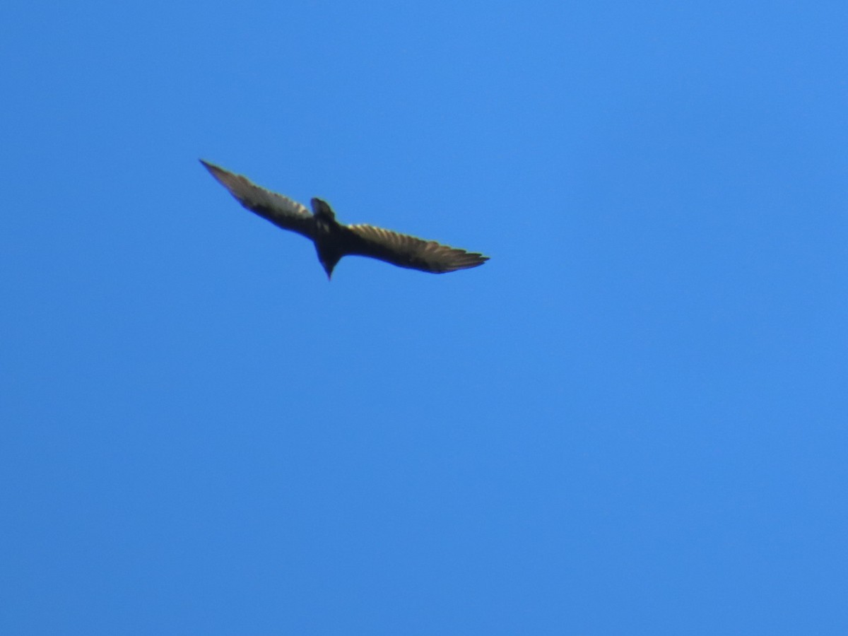 Turkey Vulture - ML647111476