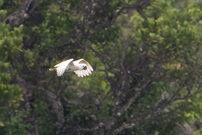 Какаду жовточубий - ML647111479