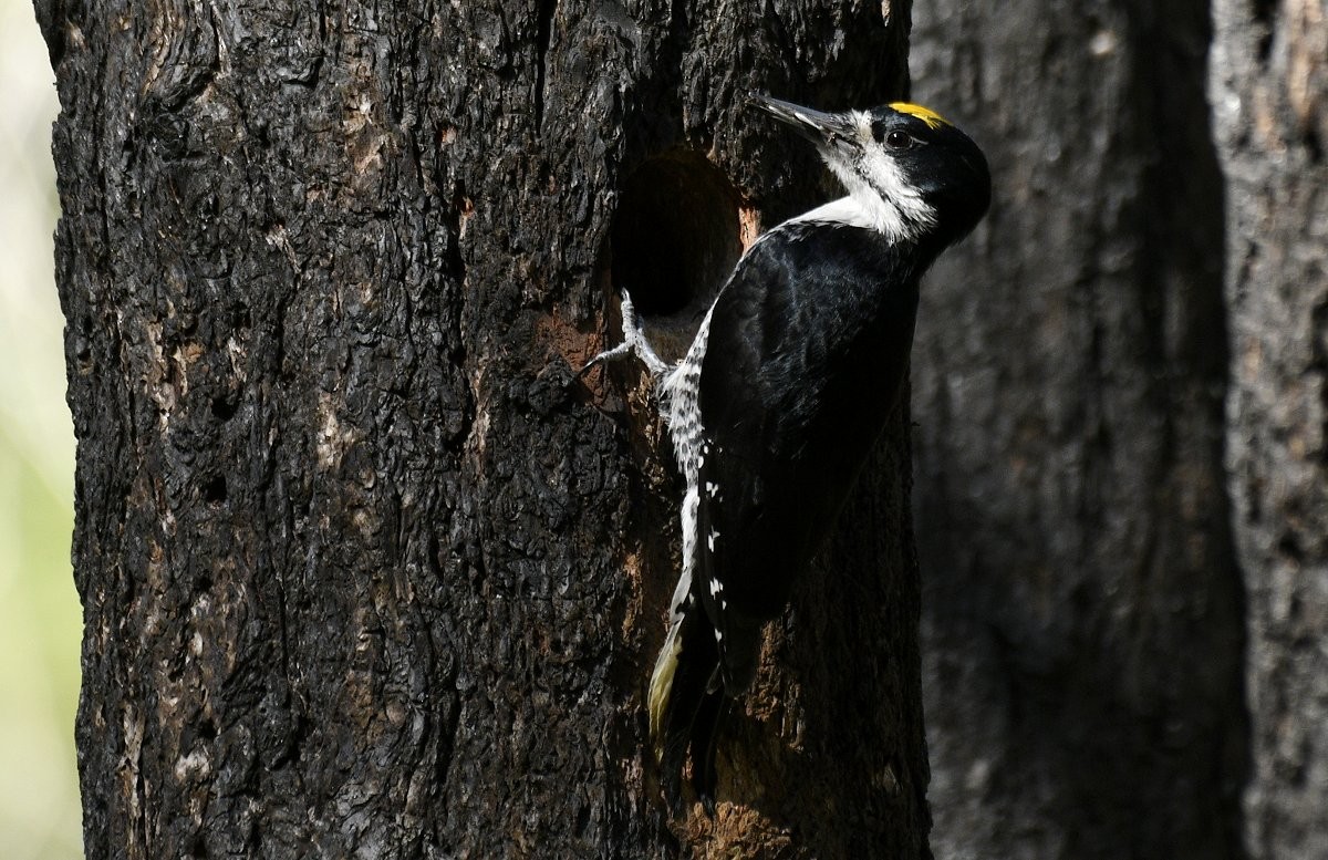 Black-backed Woodpecker - ML647111486