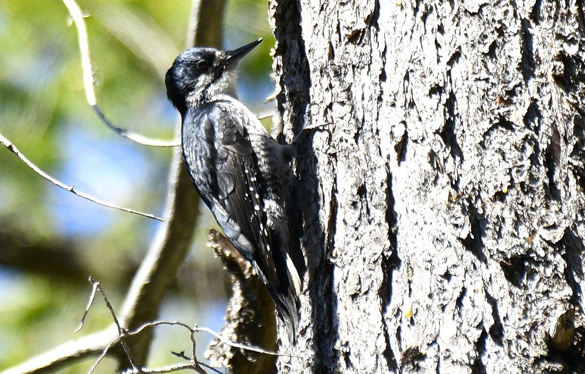 Black-backed Woodpecker - ML647111487