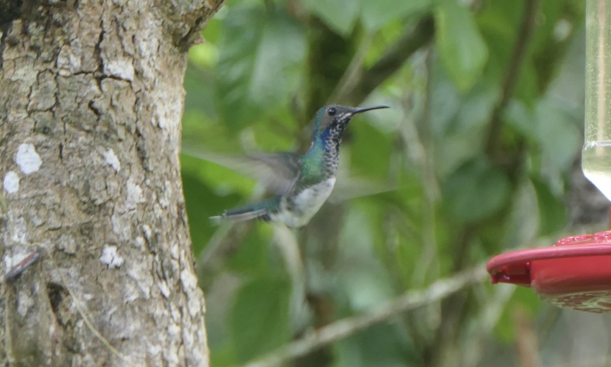 White-necked Jacobin - ML647111489