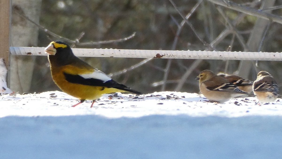 Evening Grosbeak - ML647111490