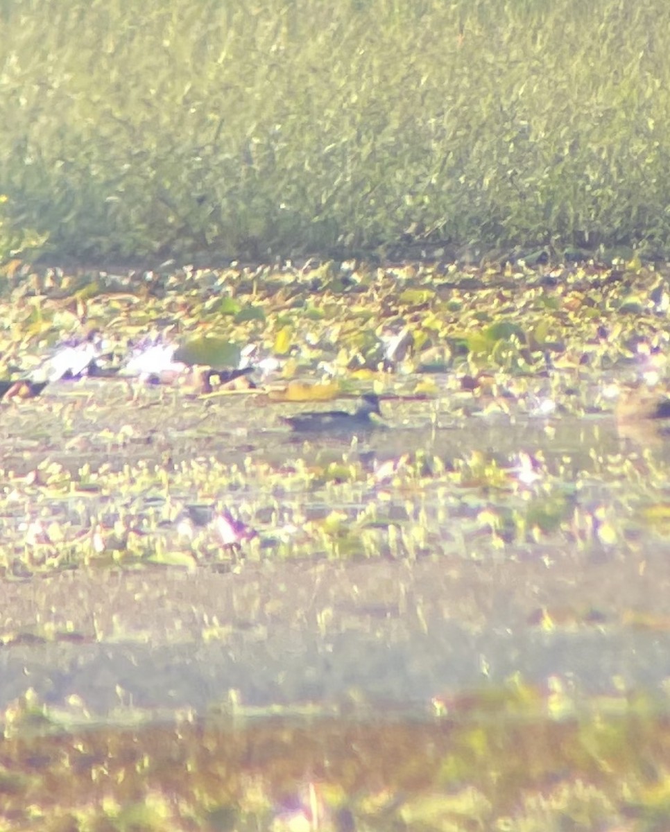 Green Pygmy-Goose - ML647111498