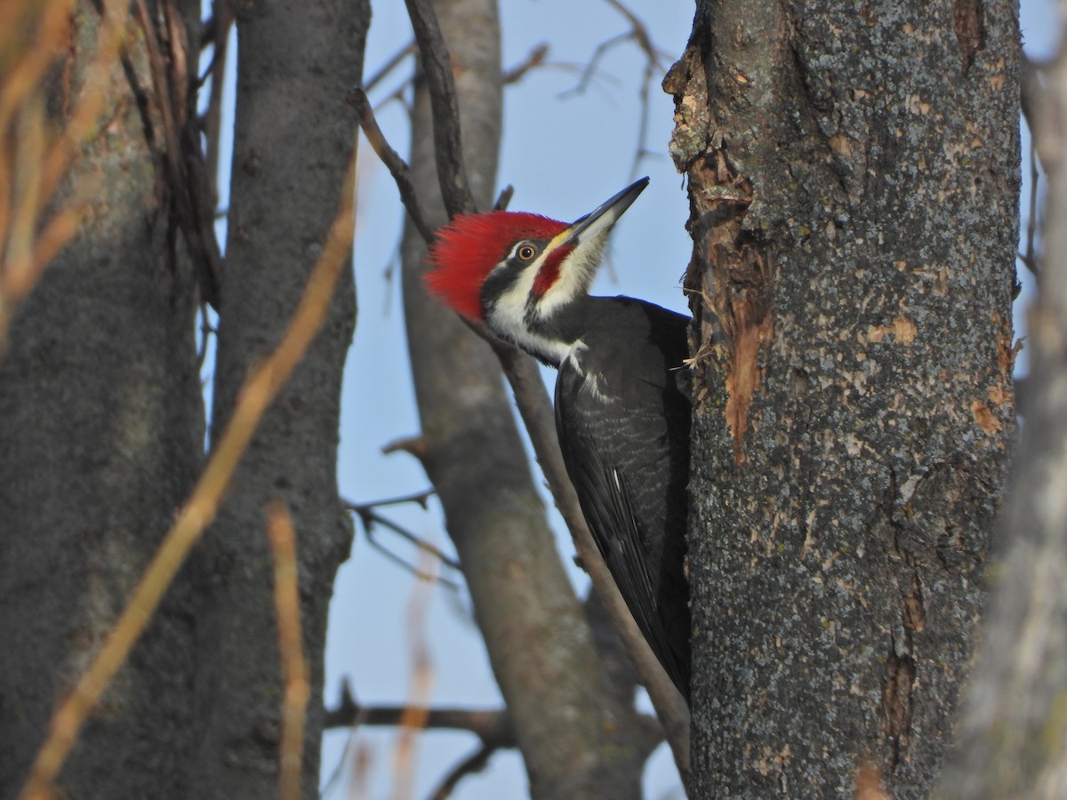 hvitbrynsvartspett - ML647111502