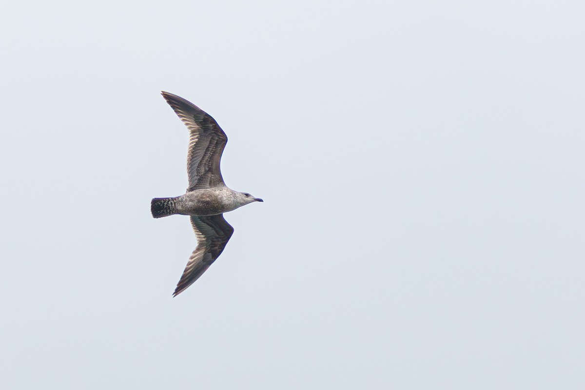 racek americký - ML647111505