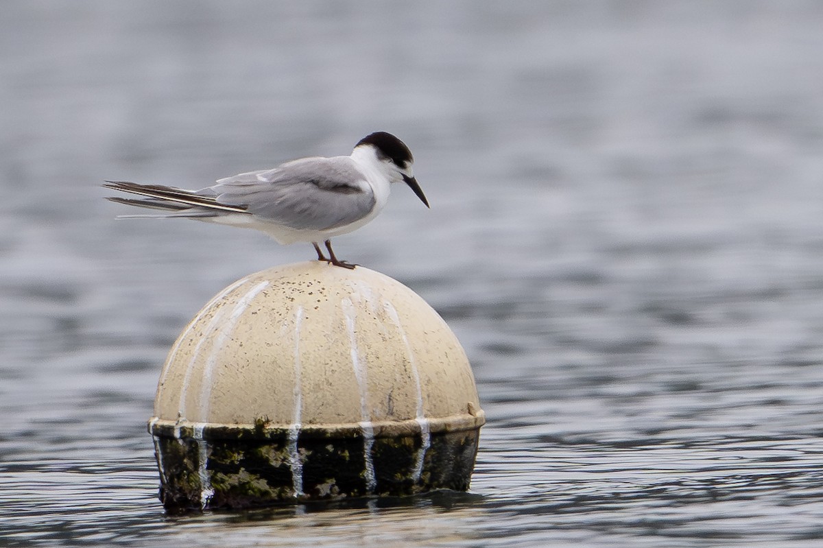 Common Tern (longipennis) - ML647111512
