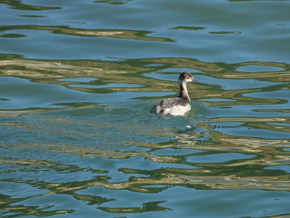 Eared Grebe - ML647111515