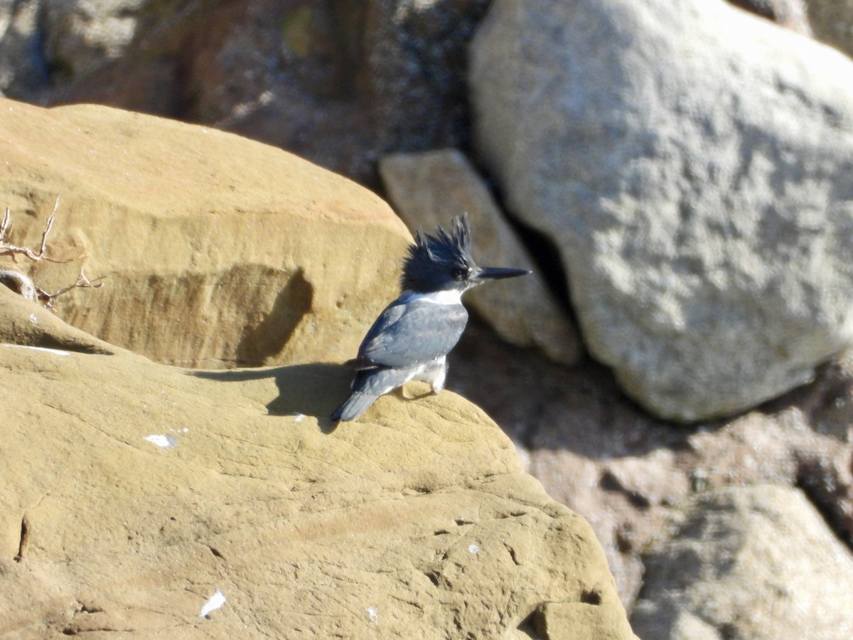 שלדג אמריקני - ML647111518