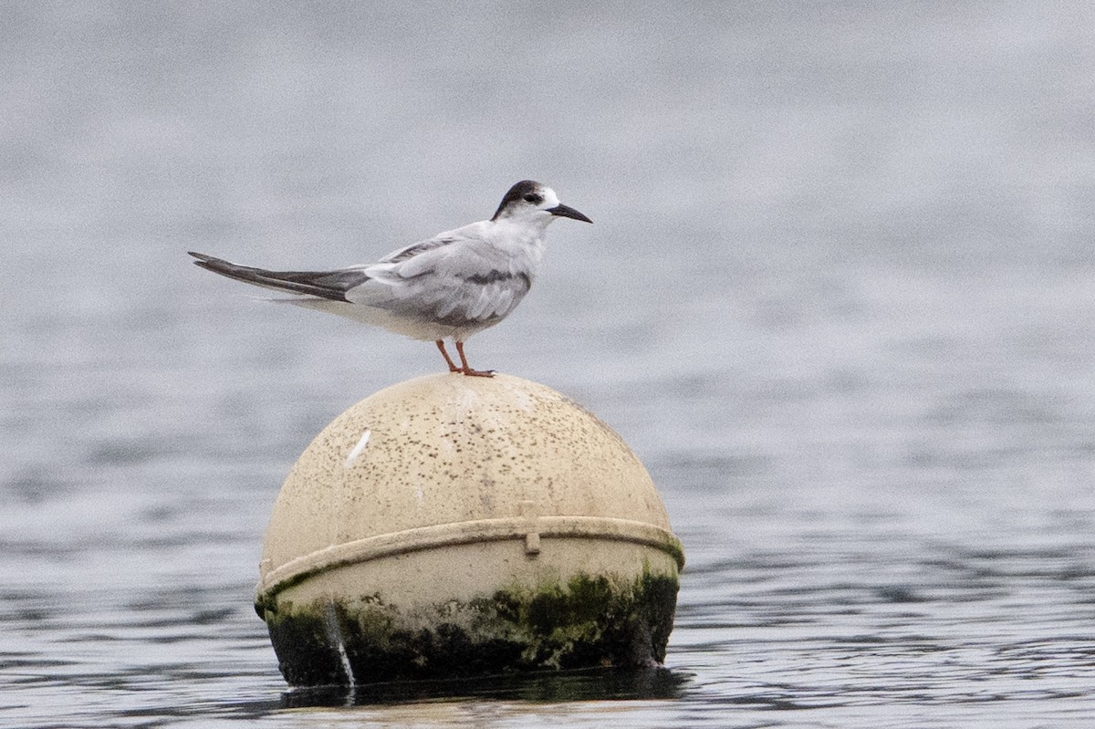 Common Tern (longipennis) - ML647111521