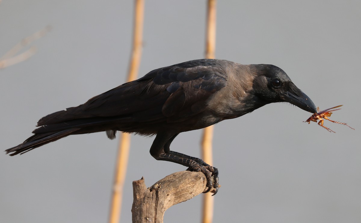 家烏鴉 - ML647111522