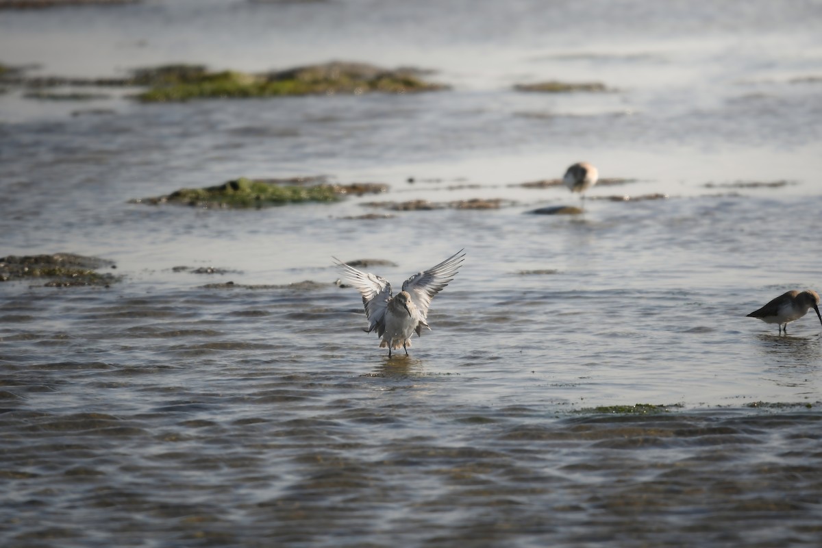Alpenstrandläufer - ML647111525