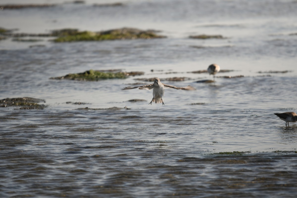 Alpenstrandläufer - ML647111526