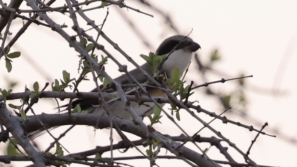 Lesser Gray Shrike - ML647111528