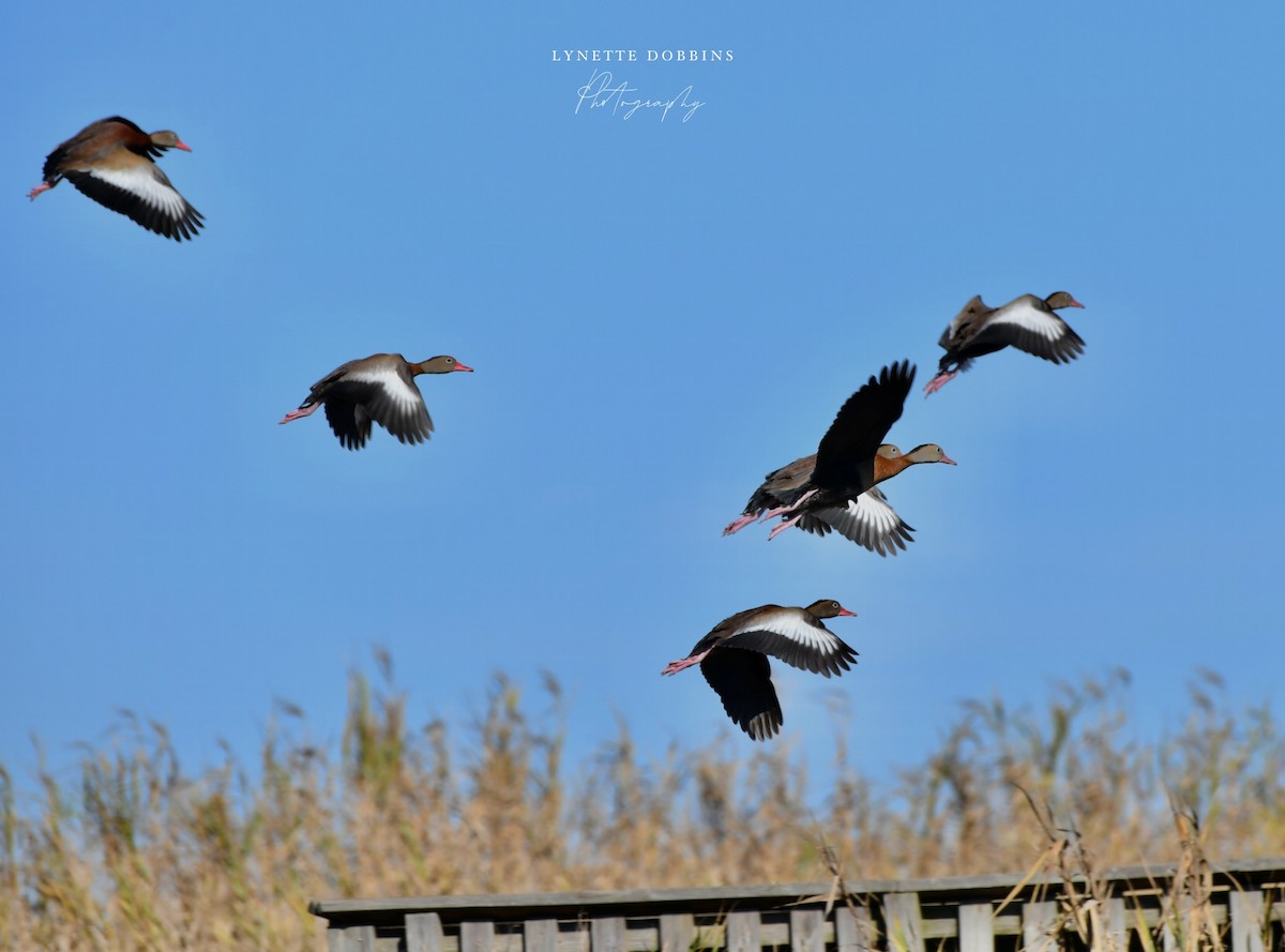 husička černobřichá - ML647111536