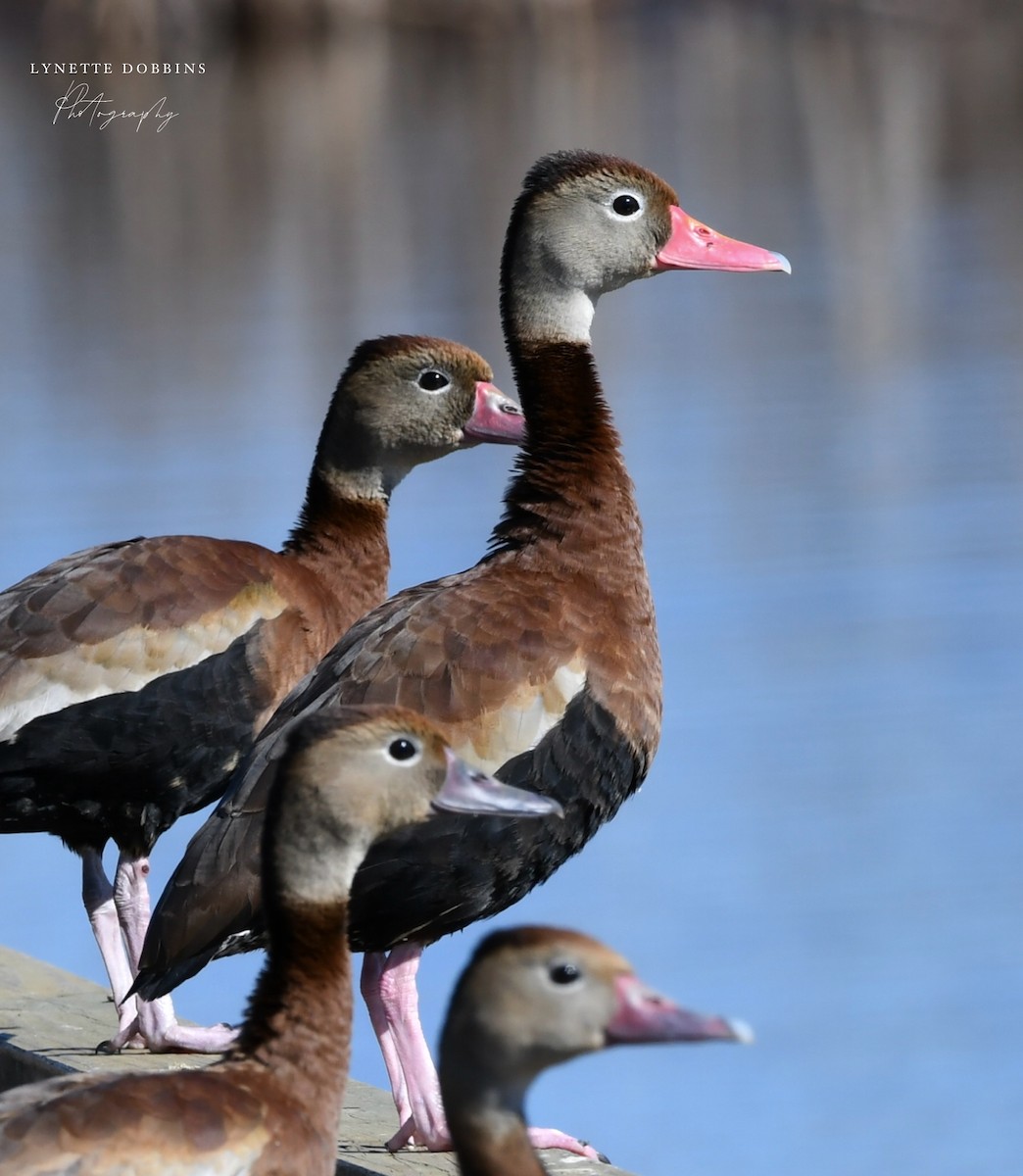 husička černobřichá - ML647111537