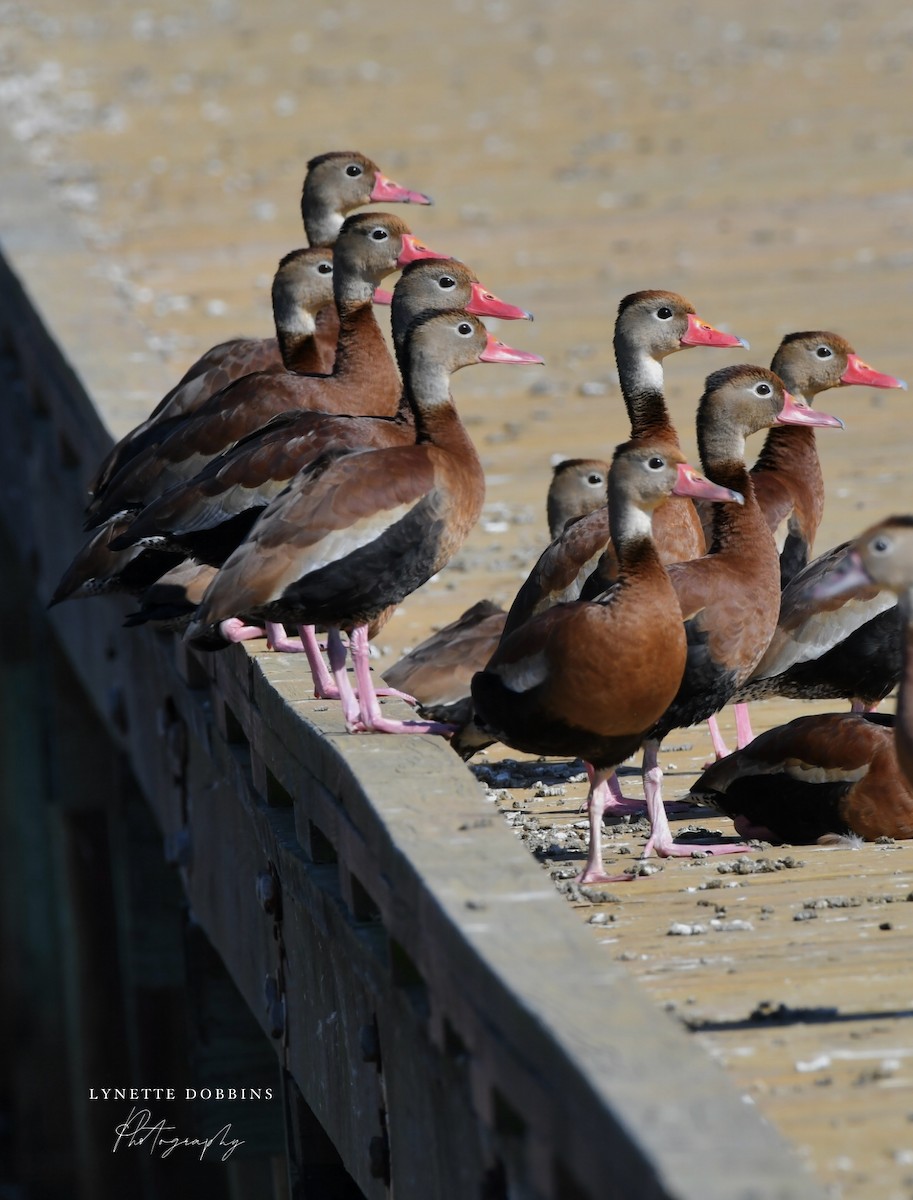 husička černobřichá - ML647111538