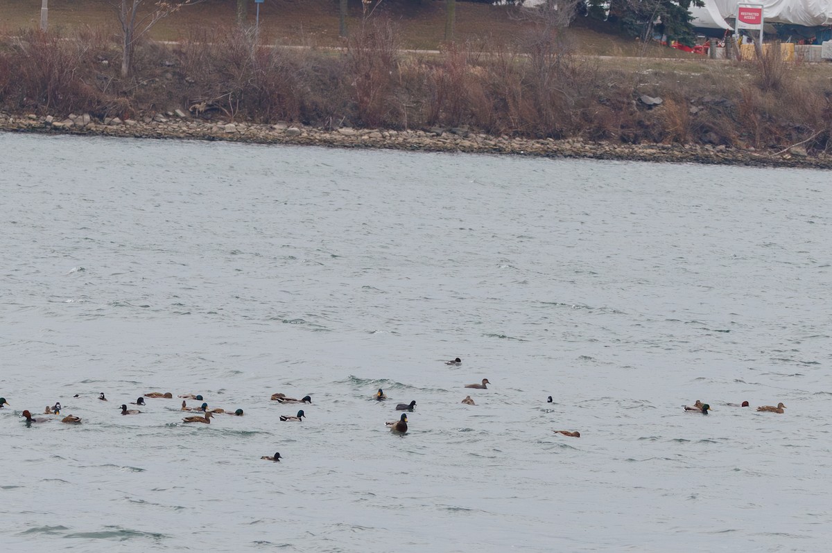 lyska americká - ML647111539