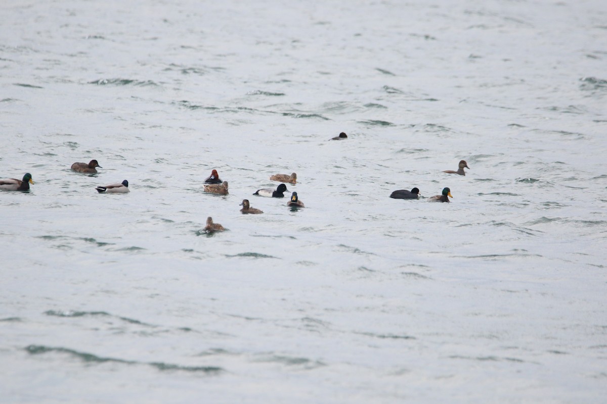 lyska americká - ML647111540