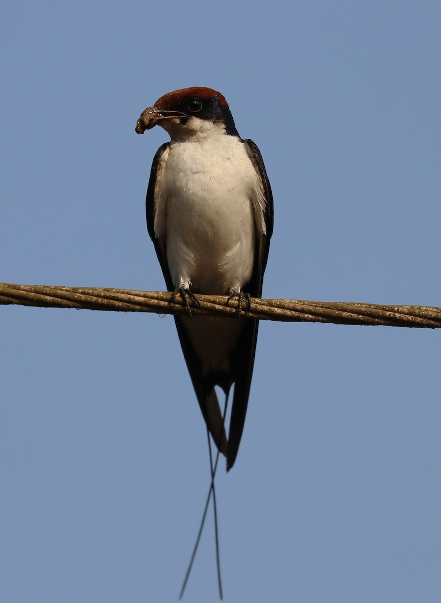 Wire-tailed Swallow - ML647111545