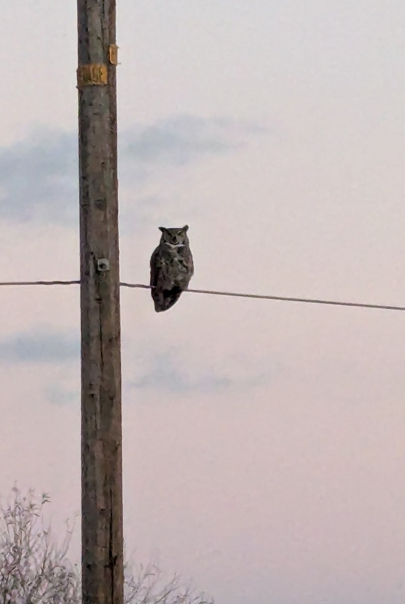 Great Horned Owl - ML647111547