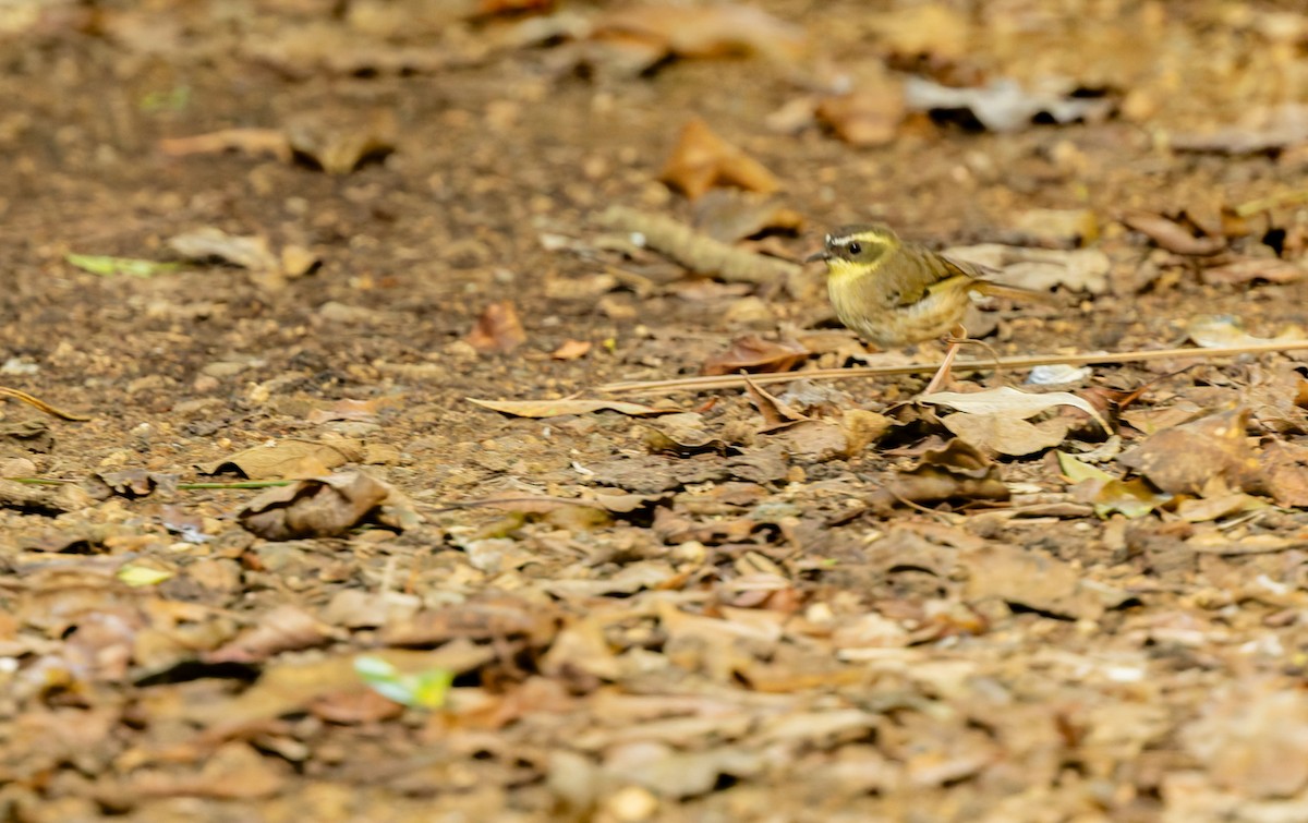 キノドヤブムシクイ - ML647111548