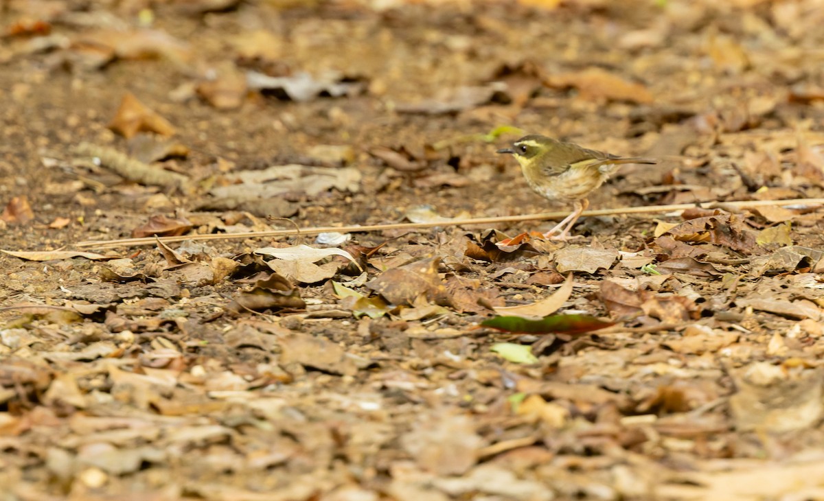 キノドヤブムシクイ - ML647111549