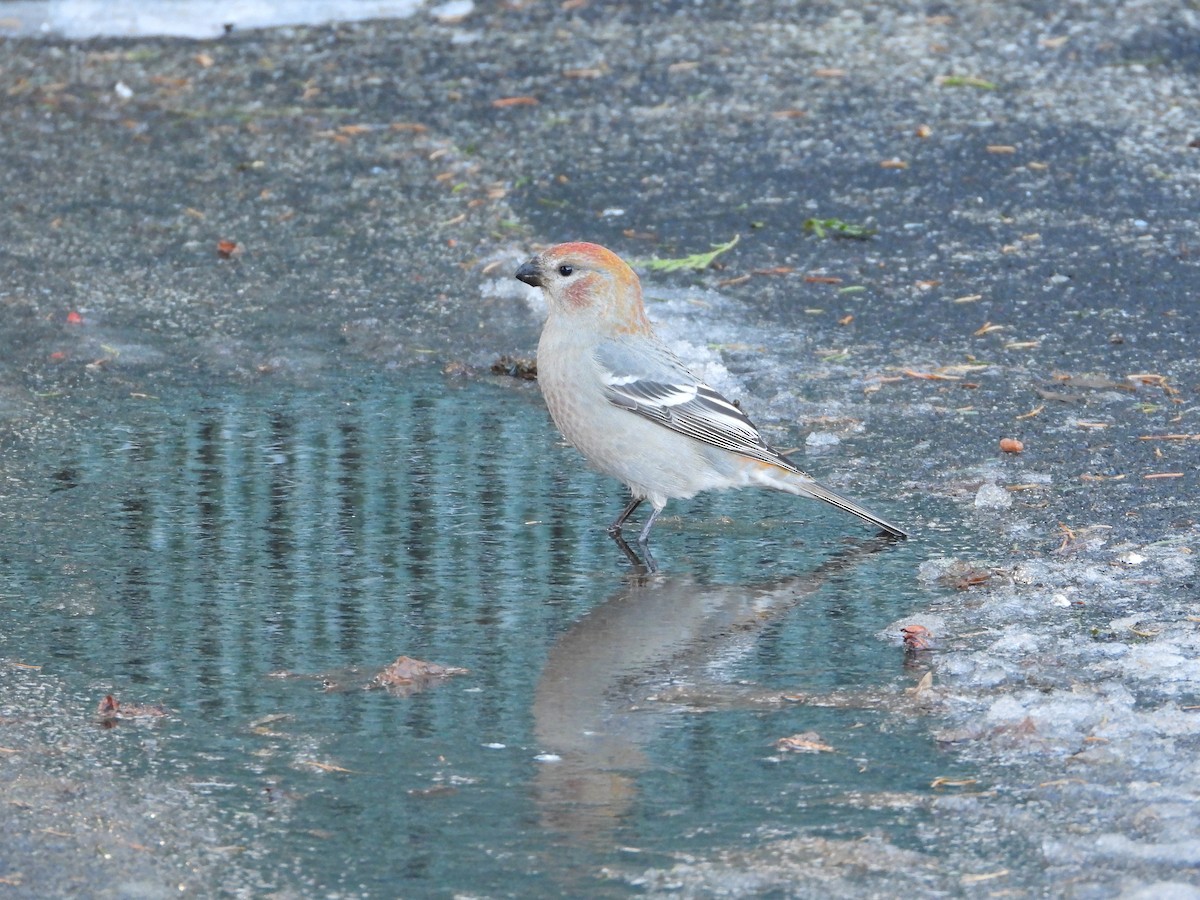 Смеречник тайговий - ML647111560