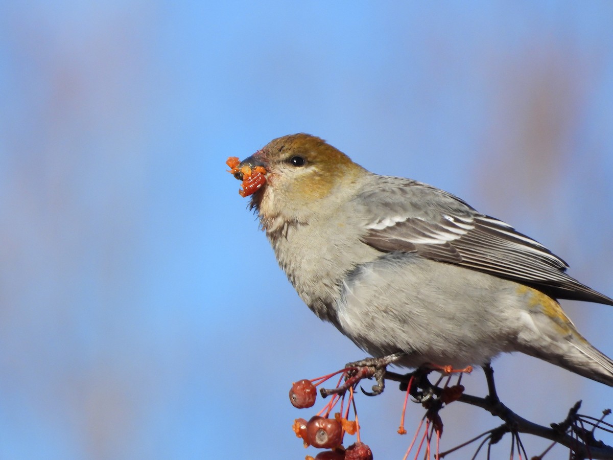 Смеречник тайговий - ML647111561