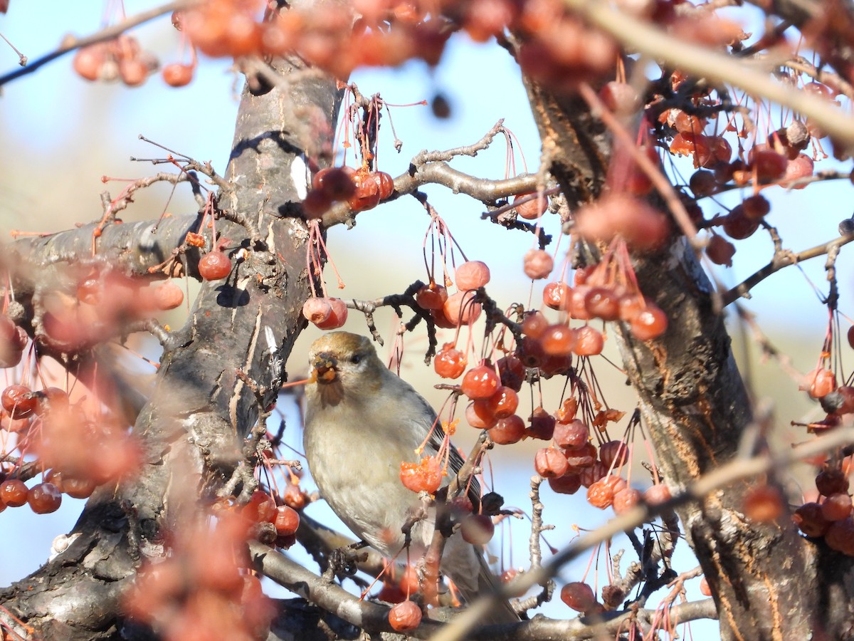 Смеречник тайговий - ML647111562