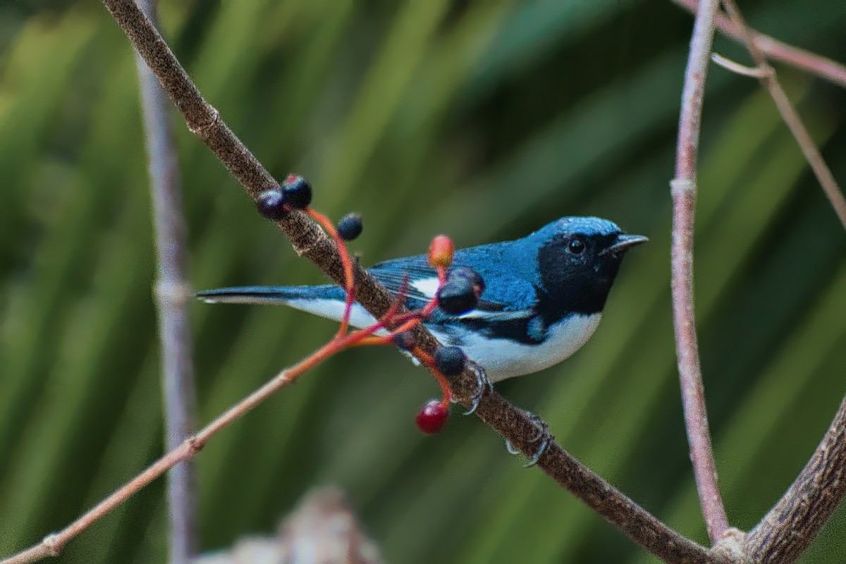 Mavi Sırtlı Ötleğen - ML647111565