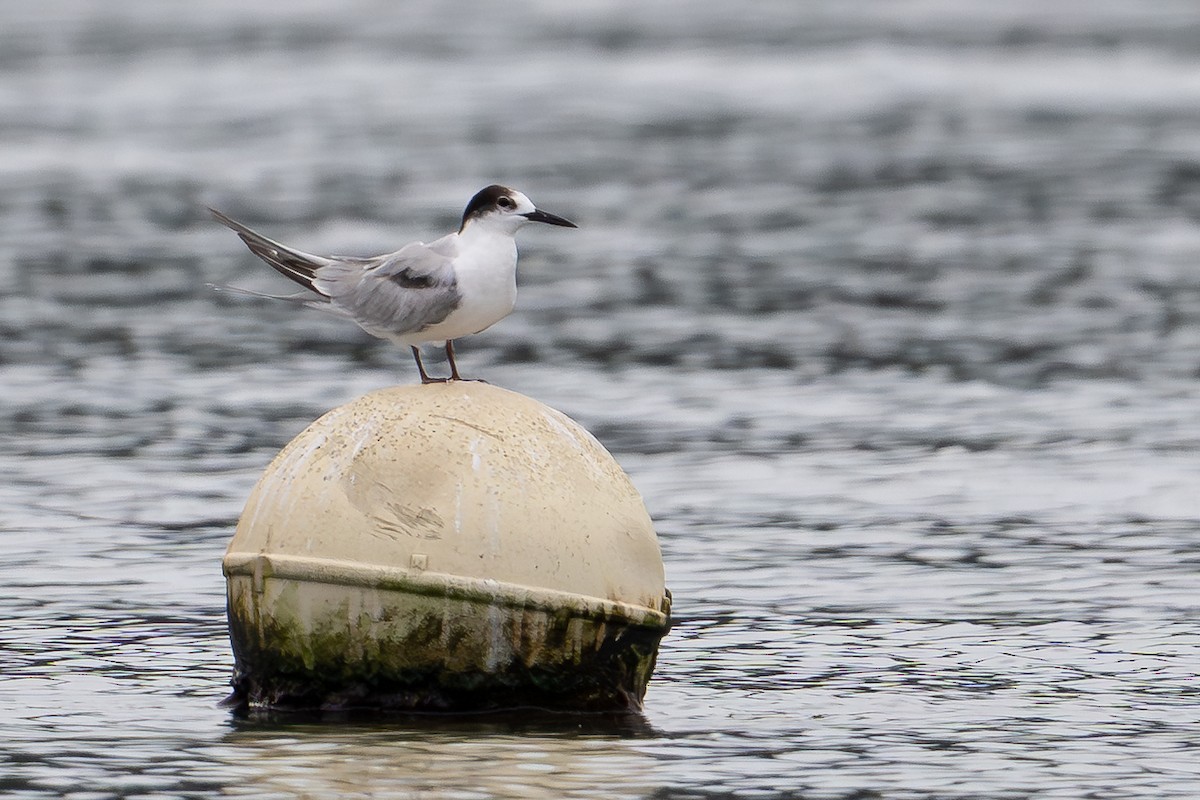 Common Tern (longipennis) - ML647111570