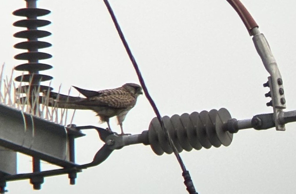 poštolka obecná - ML647111571