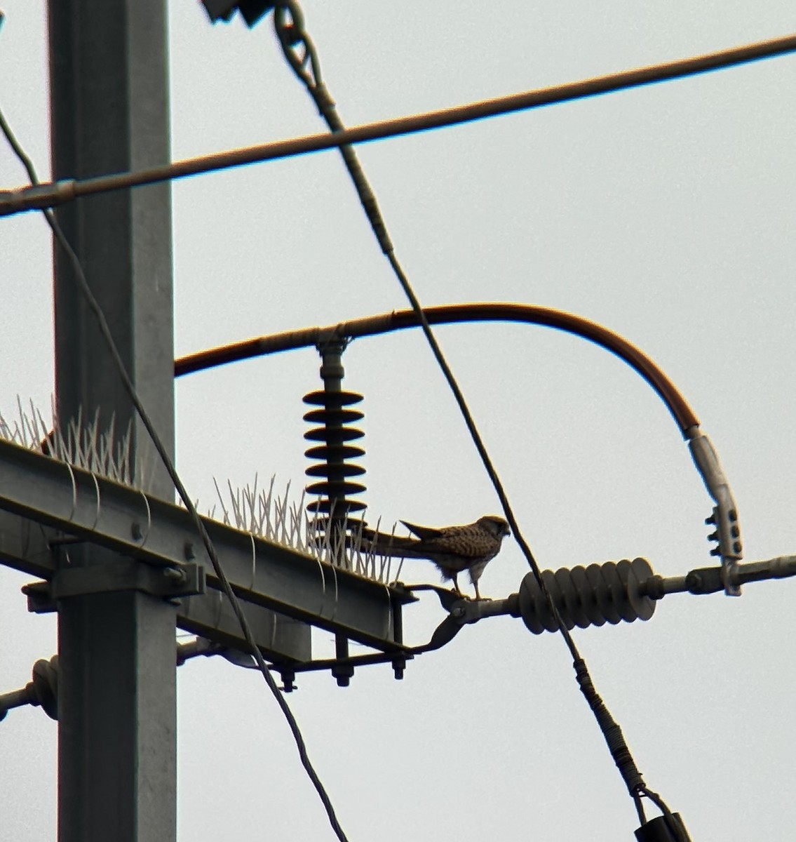 poštolka obecná - ML647111572