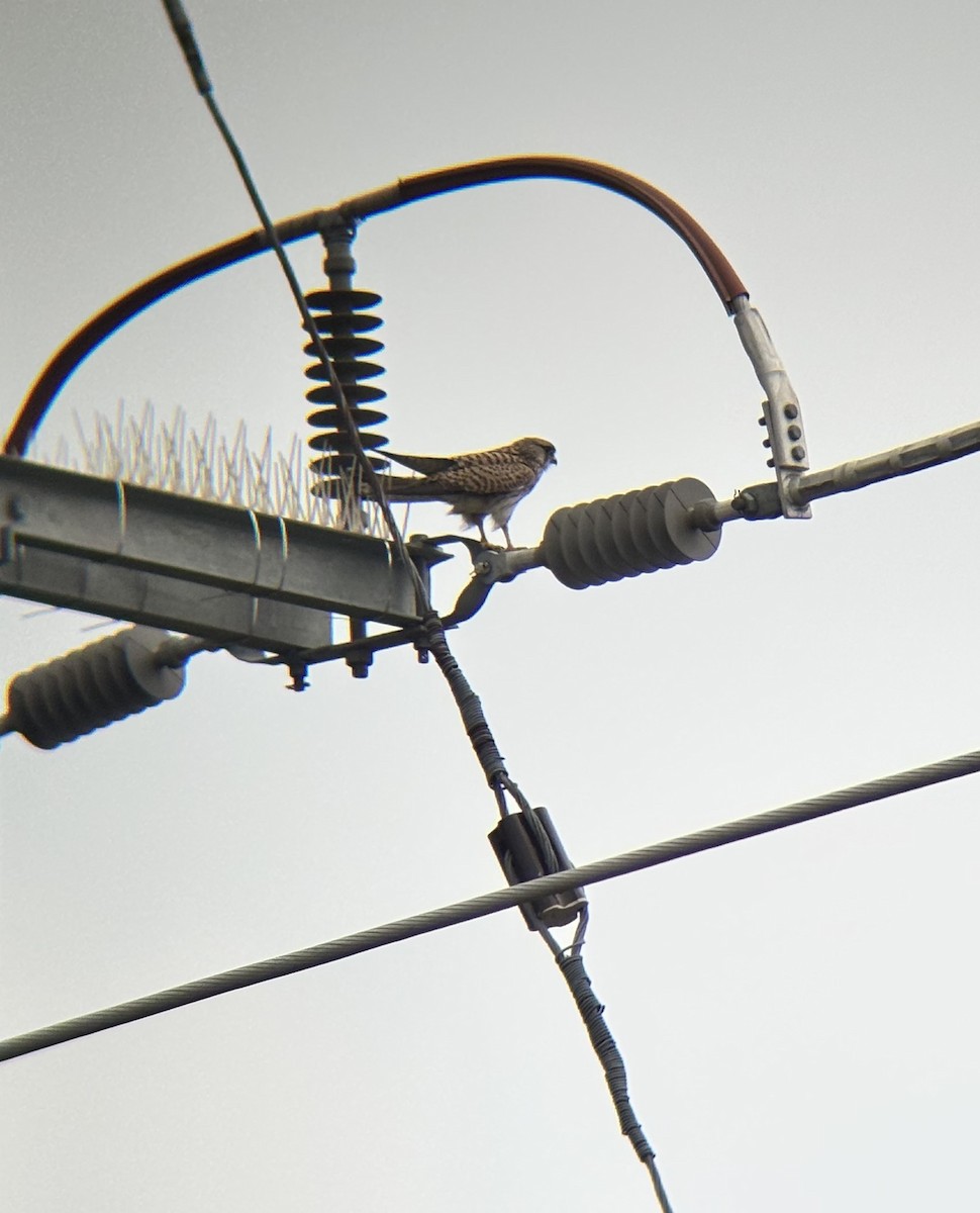 poštolka obecná - ML647111573