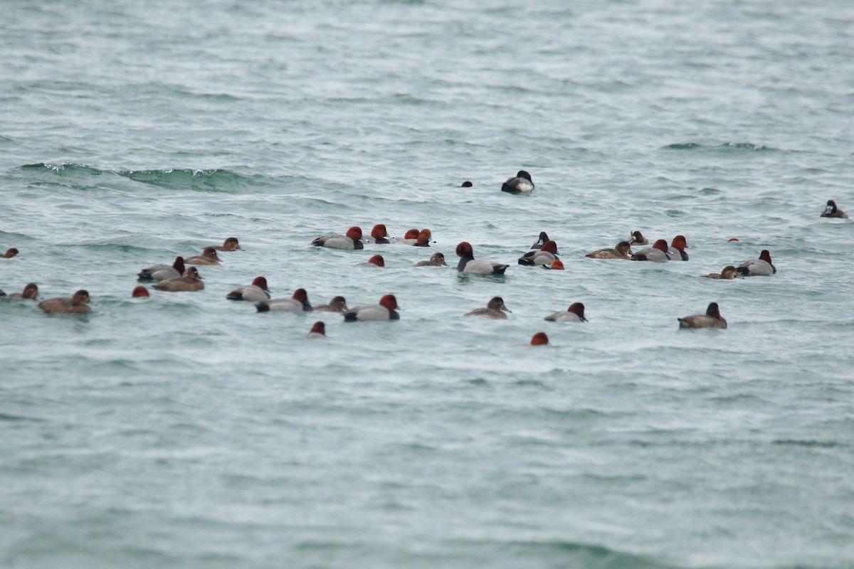 Redhead - ML647111581