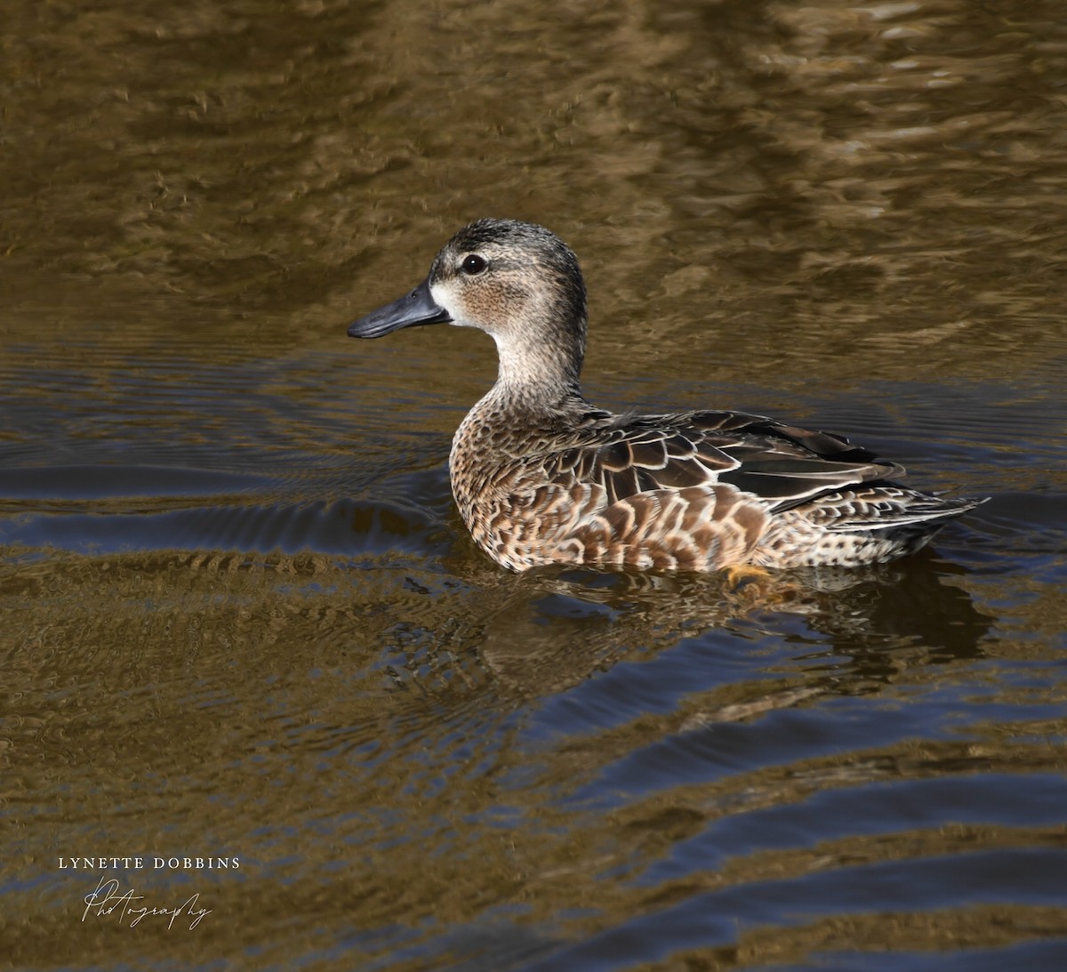čírka modrokřídlá - ML647111584